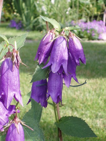 Campanules  Diebolsheim, en alsace